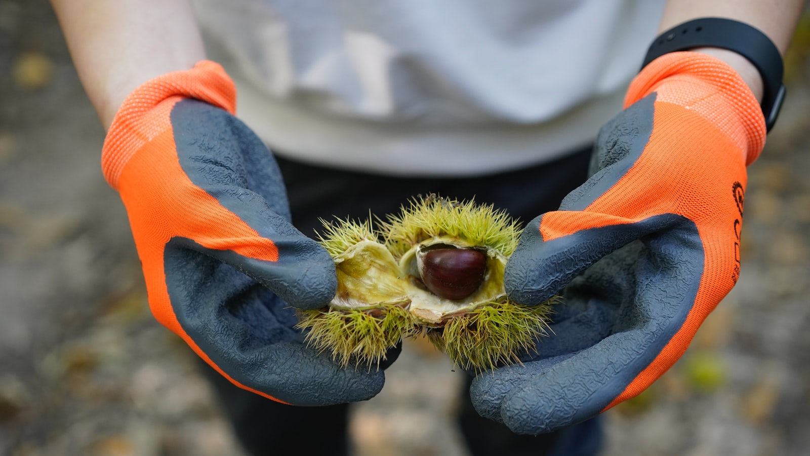 Identifying Commonly ⁣Contaminated Vegetables: A ​Comprehensive ⁣Guide